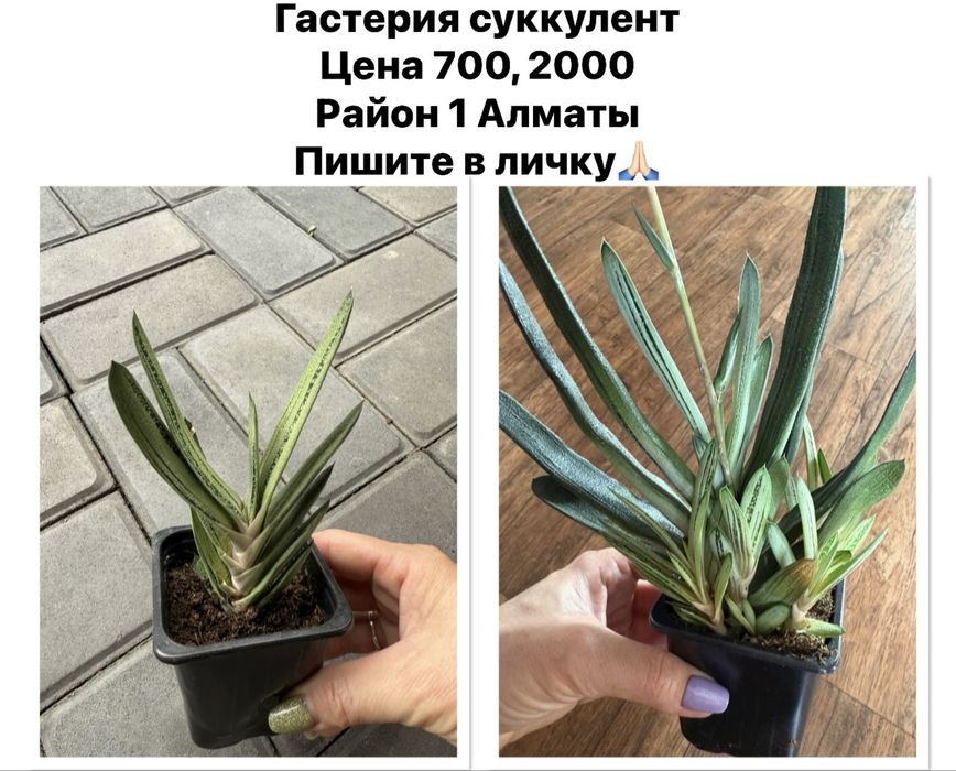 Продам домашние кактусы