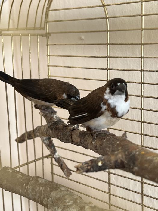 Амадины японские пара