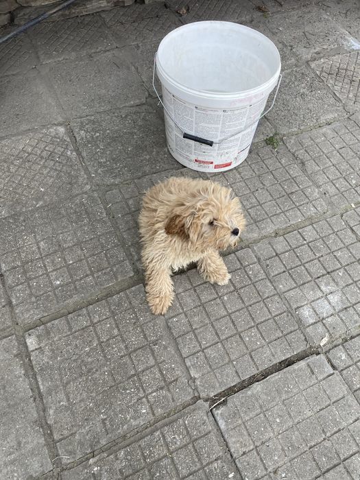 Продавам кученца пудели