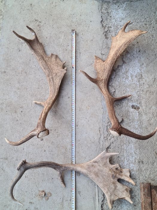 Coarne lopatar, 3bucati, fiecare la 60cm