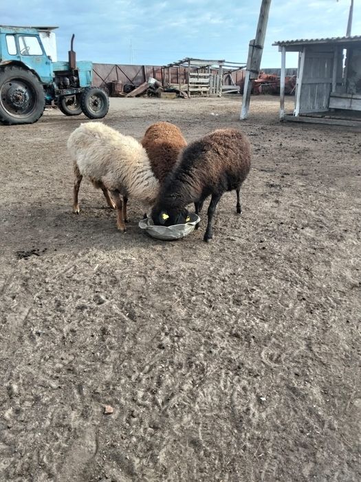 Продам 3-х овечек