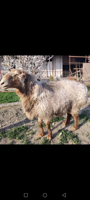 Арашан насилдор Кучкор