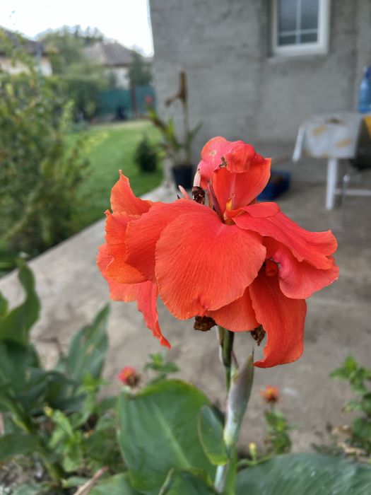 vand bulbi Canna indica