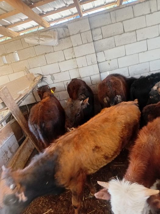 15 бас бызау круг