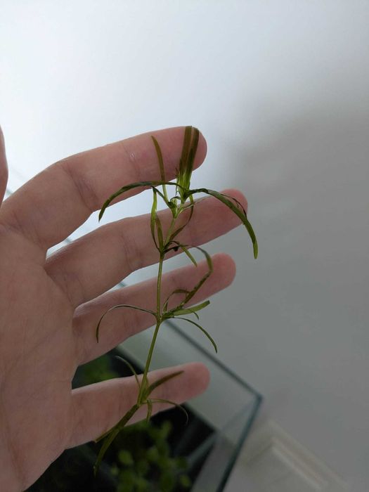 Vand plante de acvariu easy si melci