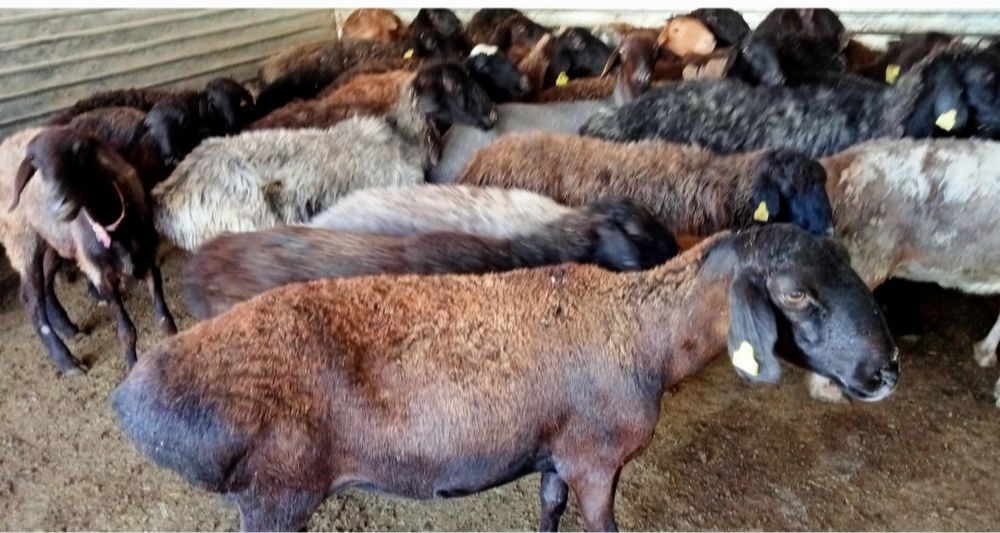 Кои токты бар сатылатын