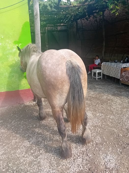 Vand manza de 3 ani