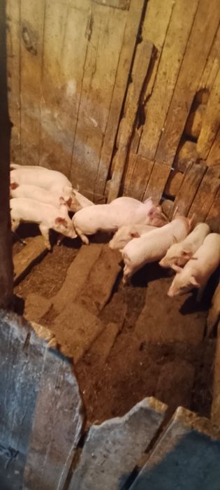 Продам поросят хорошие
