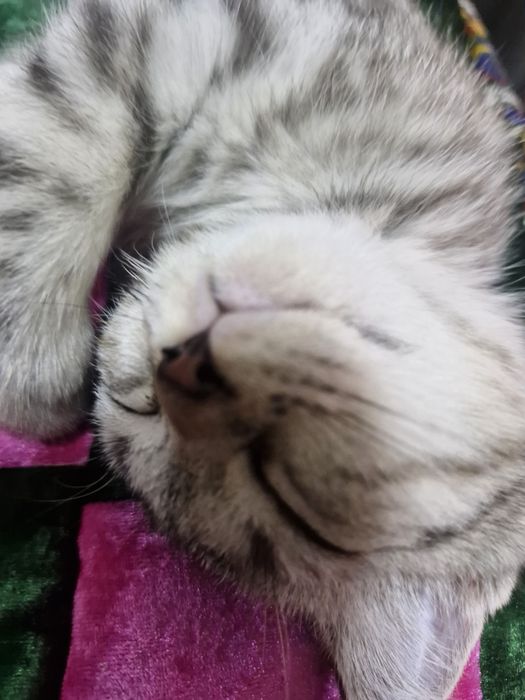 Мальчик скоттиш страйт