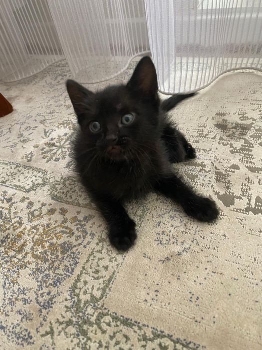 Отдам котенка в добрые руки
