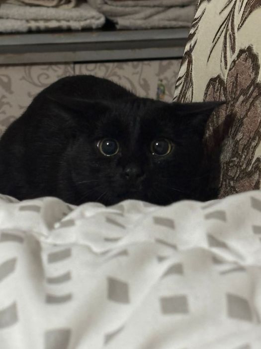 Отдам кота в добрые руки