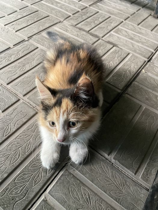 Котята! В хорошие руки