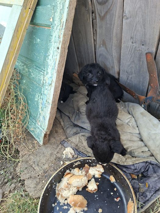 Donez 5 cățeluși,2 băieței și 3 fetițe