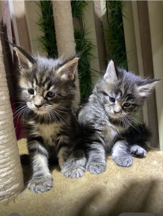Котята мейн кун в Астане