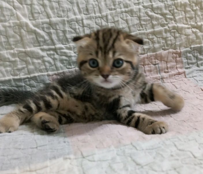 Мальчик шотландский