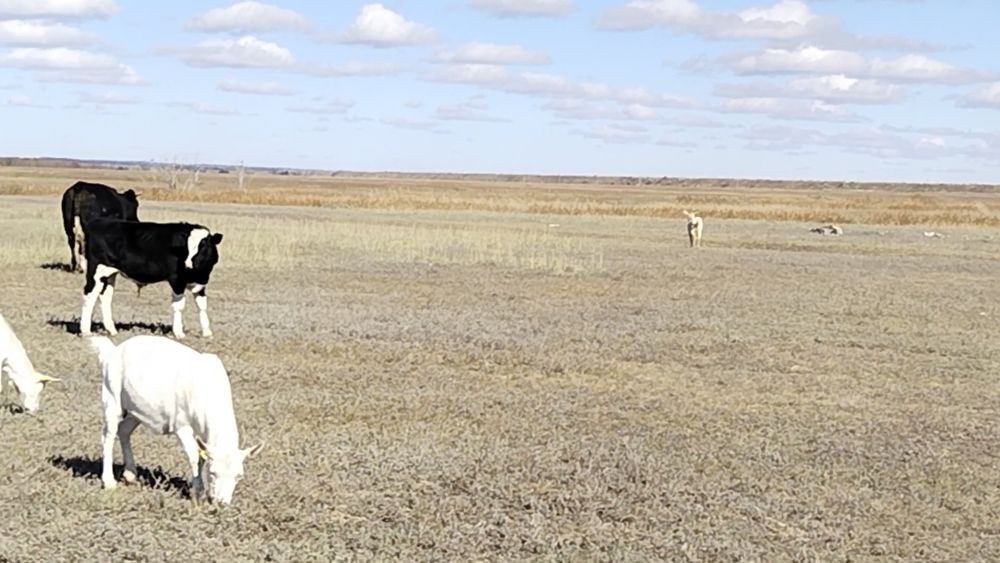 Заиинские чистопородные козы