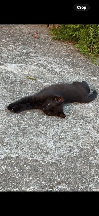 Donez pisic negru ..6 saptamani