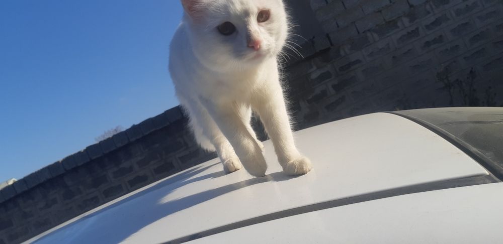 потерялся кошка.