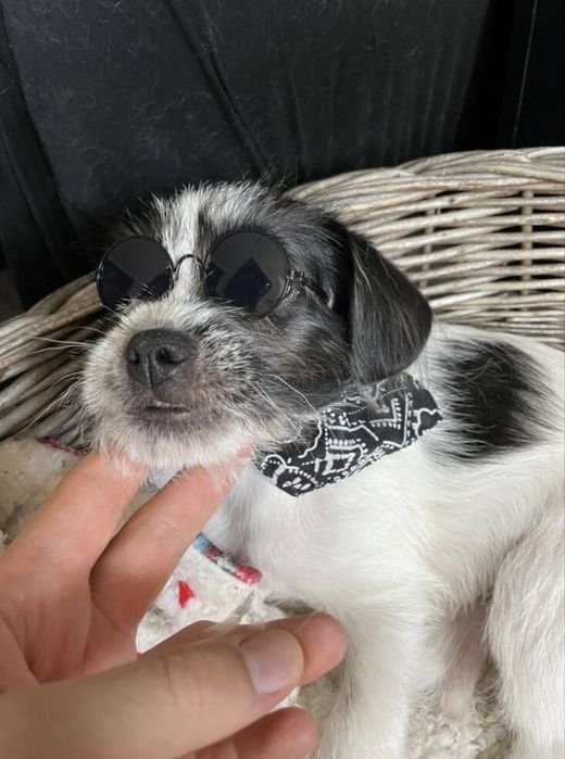 Очила за домашен любимец