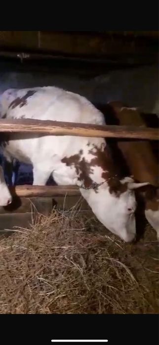 vand juninca ……………….