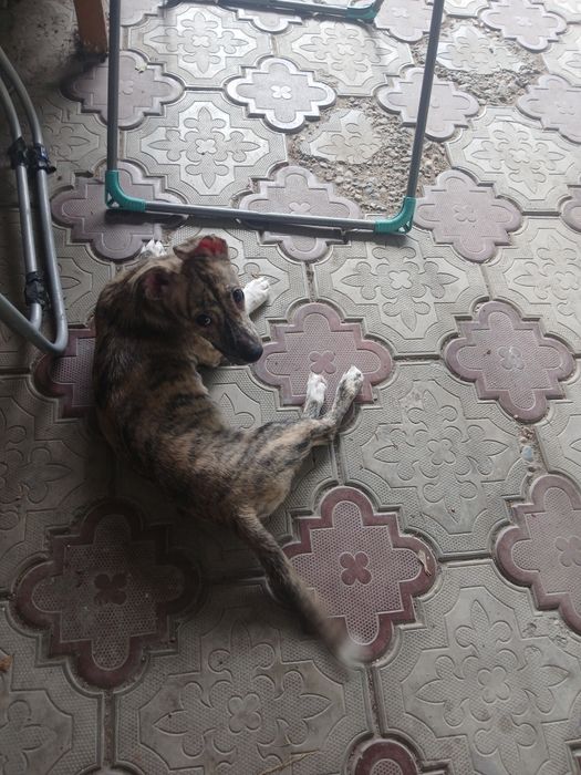 Срочно отдам щенка девочку