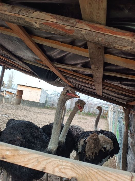 Struți de vânzare – 4 masculi + 1 femelă (2 ani și 4 luni)