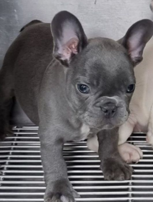 Bulldog francez femela