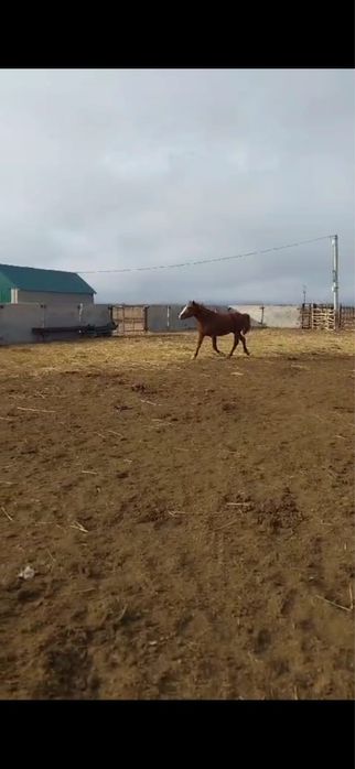 Айғыр сатылады 5жасар