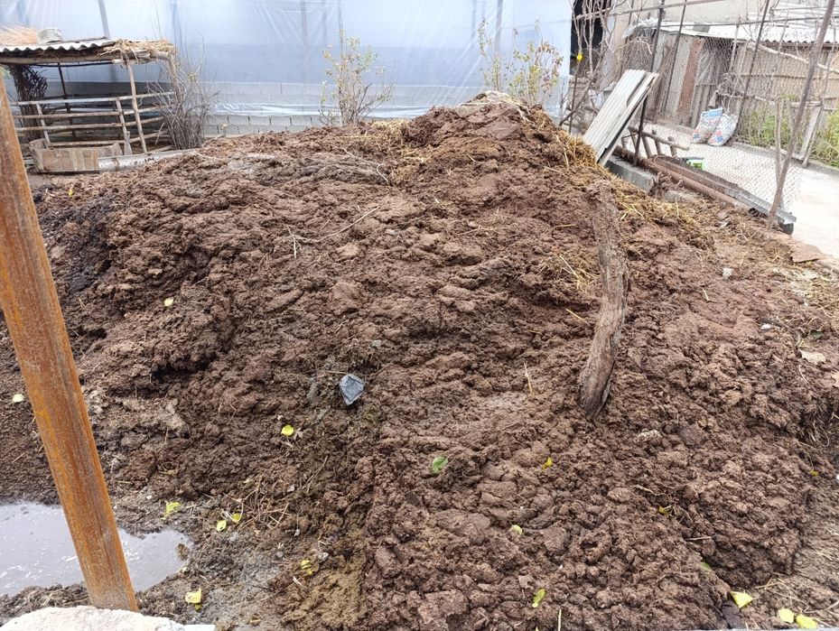 Пори тозза мусири йук