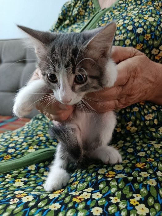 Домашние котята чистые.