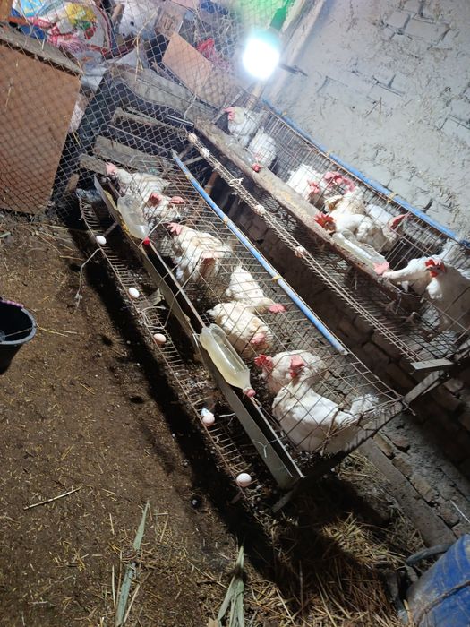 Sendi tovuqlar bor 20dona