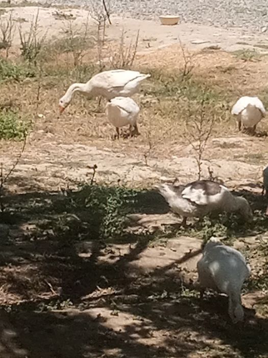 Gʻoz 2 oylikdan  7 oylikgacha sotiladi