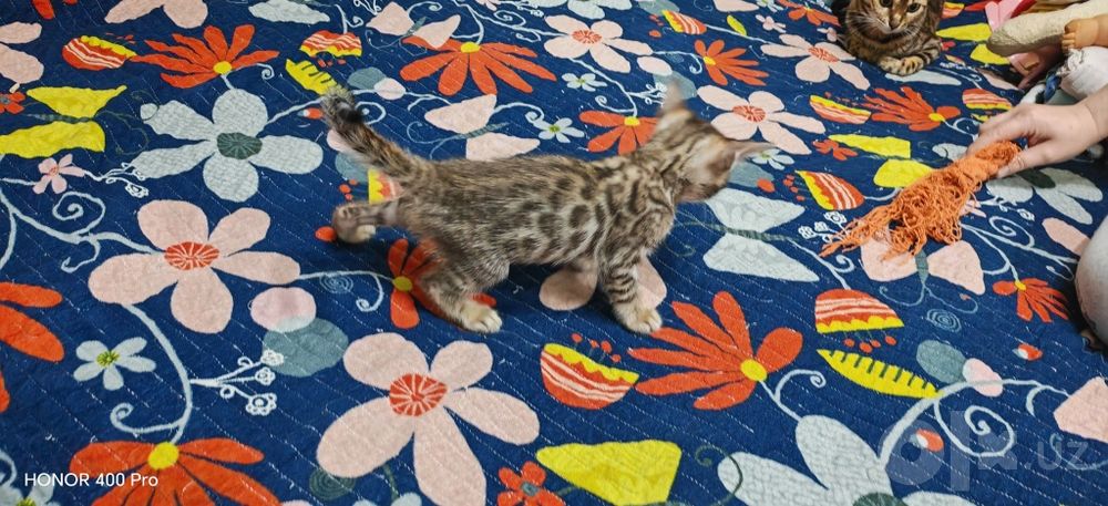 Бенгальские котята