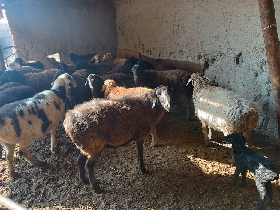 Boʻgʻoz qoʻyla sotiladi