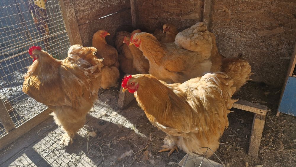 Cochinchina galben urias