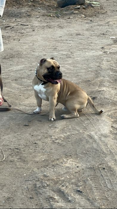 Американский булли срочно