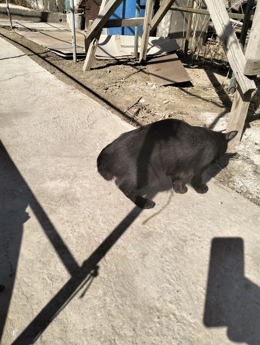 Кот бобтейл с коротким хвостом