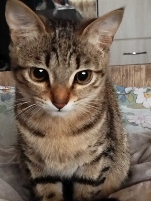 Домашная кошка ( отдам даром)