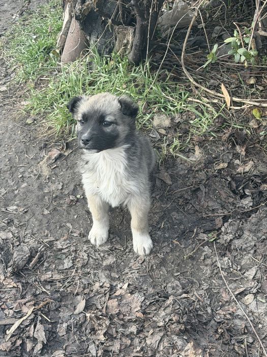 Подарява се едно кученце