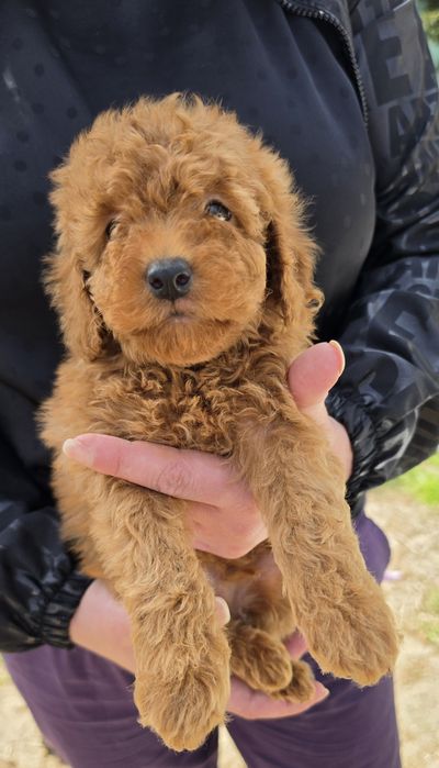 Той пудел Toy Poodle