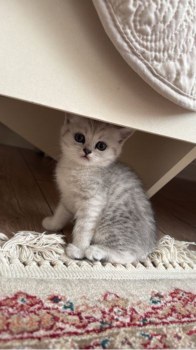 котята родились 5 апреля