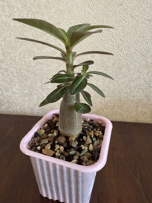 Продаю адениумы, сортовые сеянцы