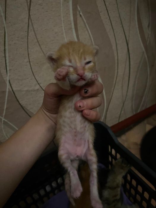 Отдаем котят в добрые руки