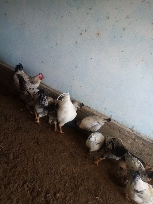 Жас Қораздар сатылады