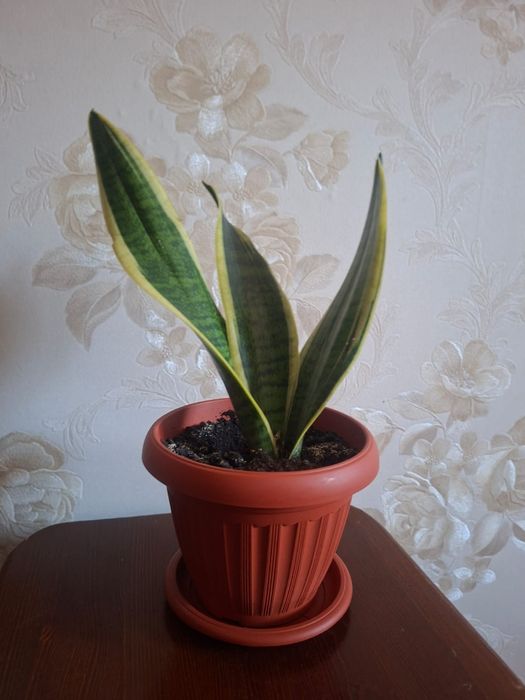 Сансивиерия (Sansevieria)