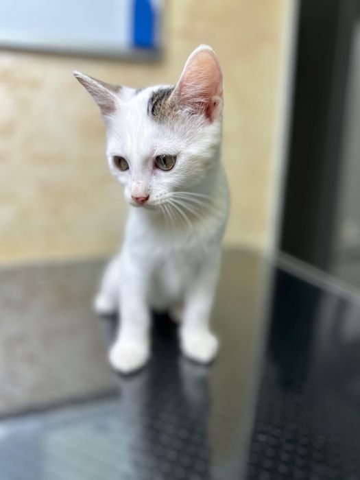 2 pisicuțe pentru adopție