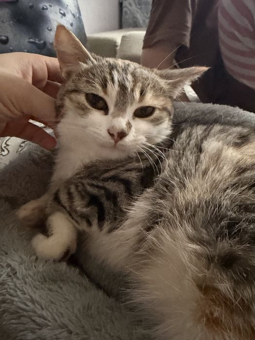 Отдам Котенка