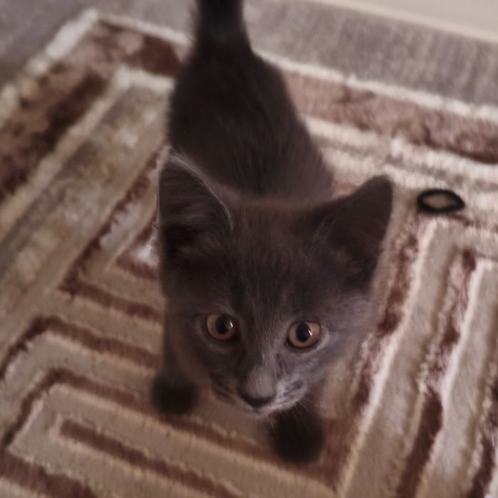 котенок в добрые руки