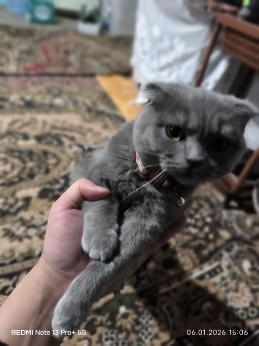 Shinshila 5 oylik erkak