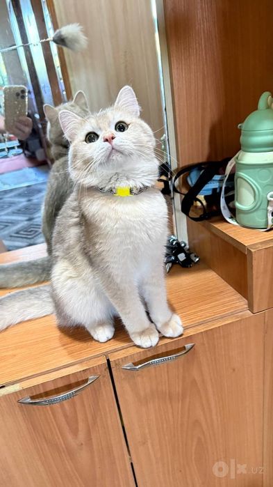Вязка Шикарные чистокровные коты